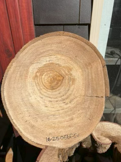 Eucalyptus